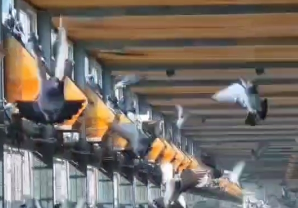 ���Ĵ������﷫�� ȫԱ�����ѵ�׶�