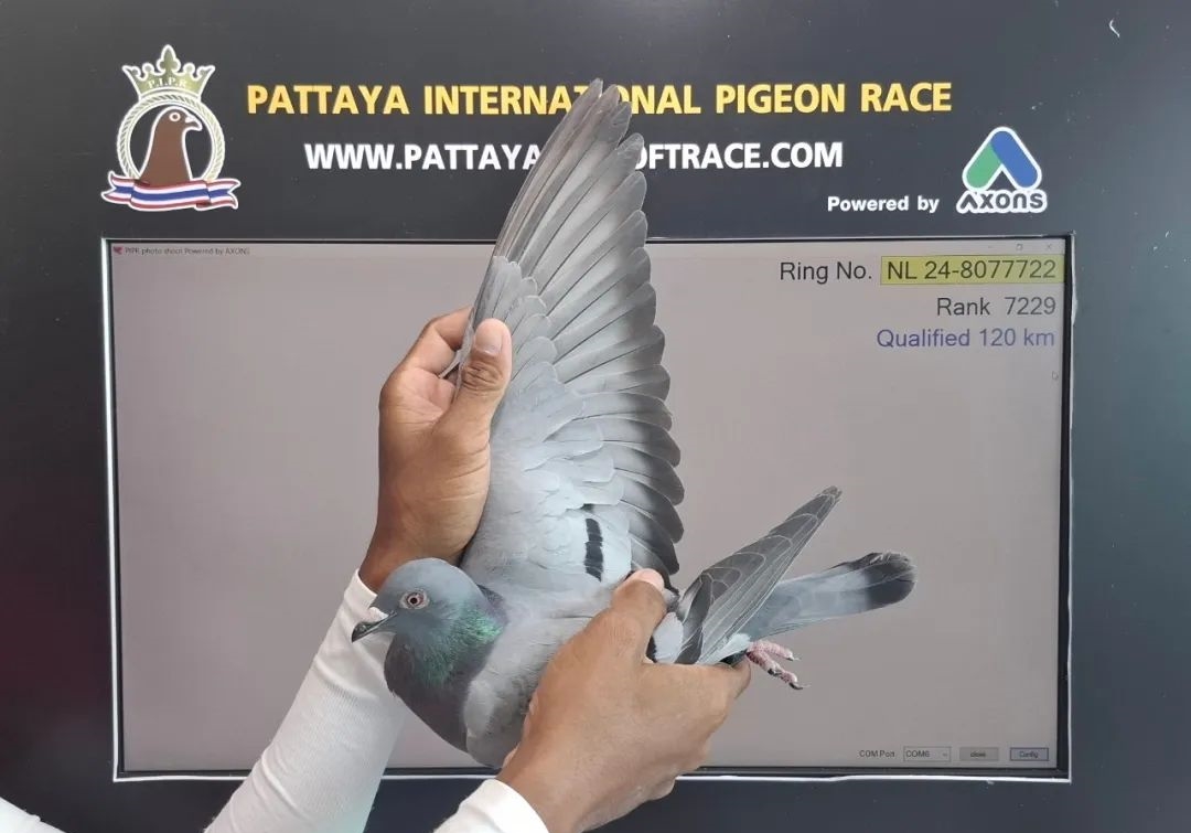 �����Źھ� ��ͬ����ĸ������������