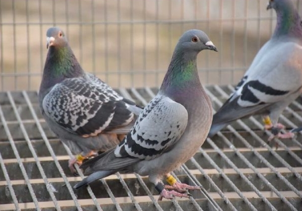 ���ϴ����PK ʮ���������ļұ�����ã�