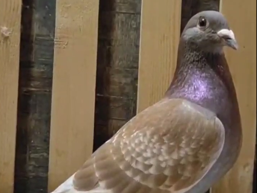 Ʒ�������Ʒϵ��Ҫ�ص����