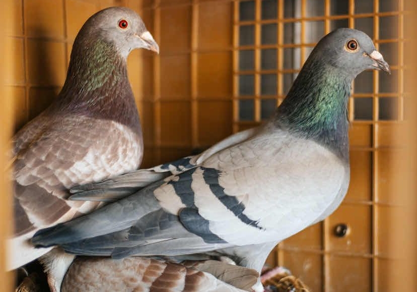 Ѫͳ�����������������ҵ�Ԥ���