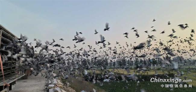 ���Ʋҵ���һ����������չ鳲��194�� 