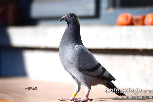 Ӯ�������ߣ����ǰ��ϵͳ����