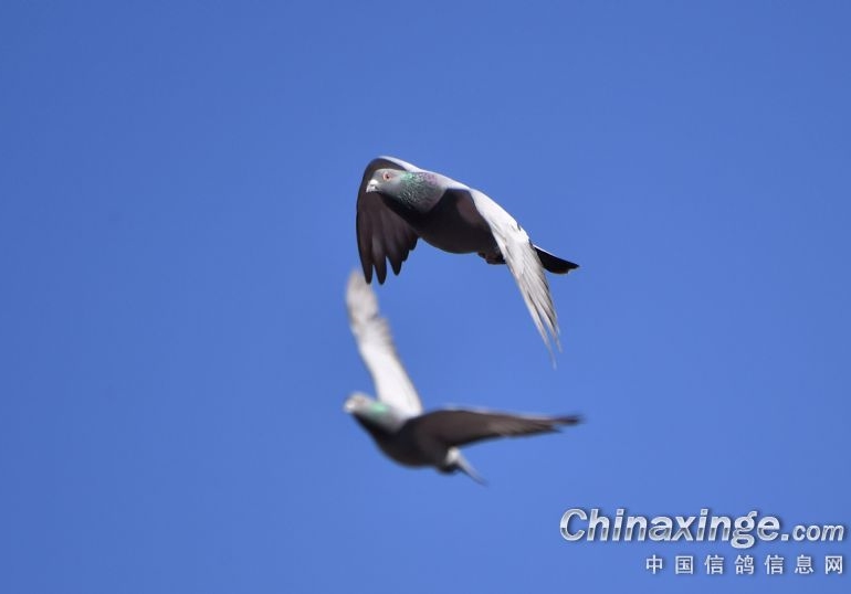 ���룺��Ⱥ��Ͷ�����Ѱ�ҷ���