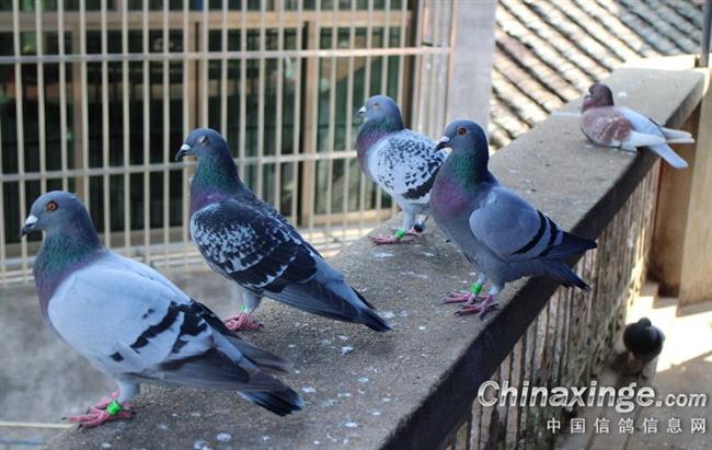 �׸뽻����ǰ�⼸��ز�