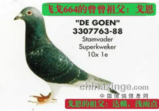 ���ɸꡱ�ƽ�����