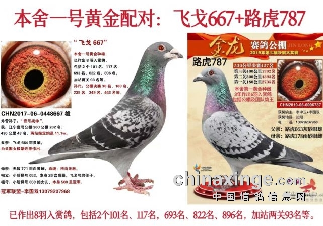 25年种鸽配对预案！