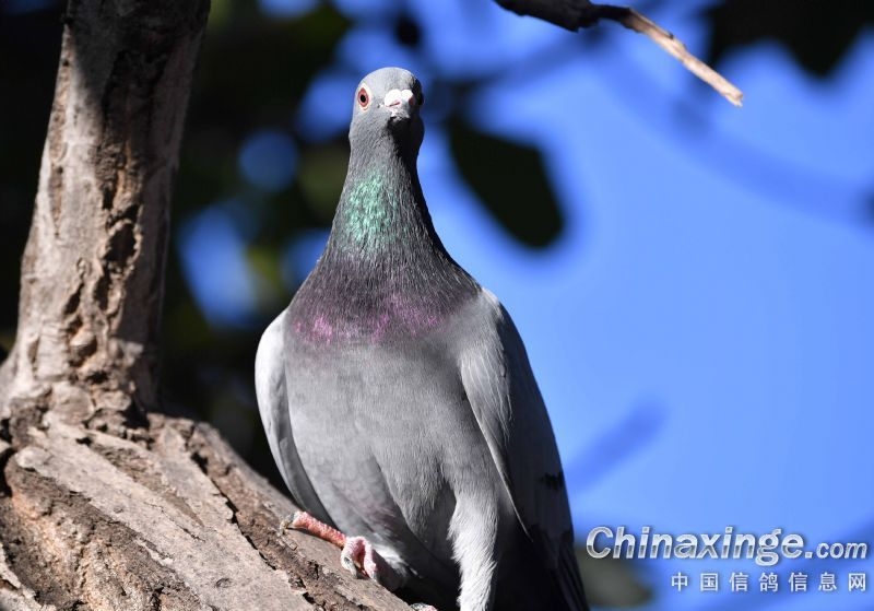 Ī����ǧ��· ����������շ�