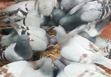 �ֲ��������ȣ����������ָ���ڵ�����