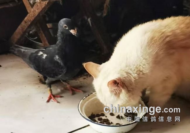 成绩发挥七代！纪念我的22岁老种鸽“桂花号”