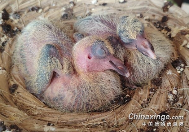 �������������һ���׸�ɿɰ���