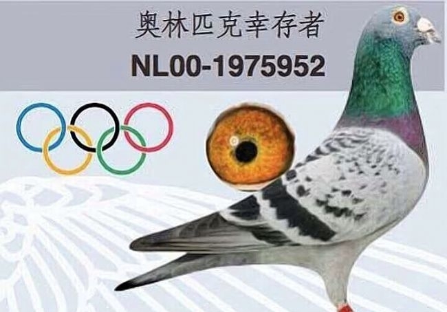 “雷姆斯雄” 佛科克鸽舍头号种公！
