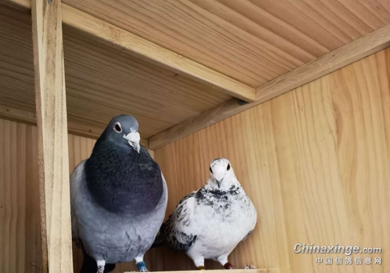 ������������ؼ� ��������ɹ�·