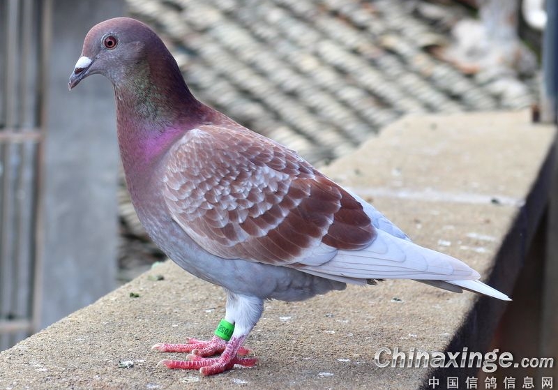 ����ѡ���׼û������Լ��ɴ󹫿�