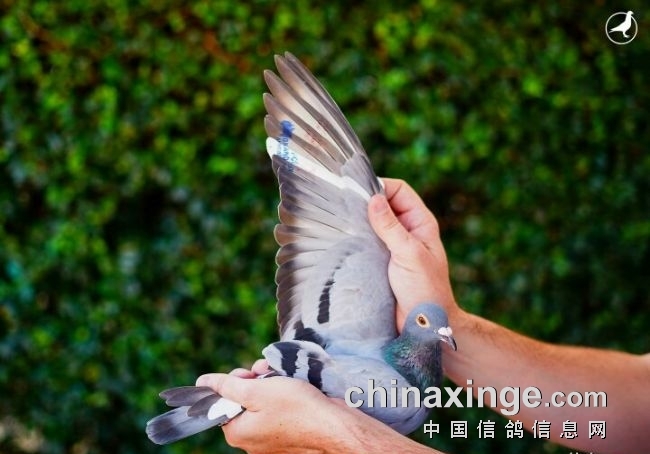 ȫ���������������Ź������������