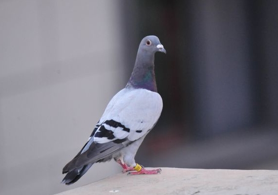 AI�ش𣺳���ʧ�� ���Թ������ӣ�