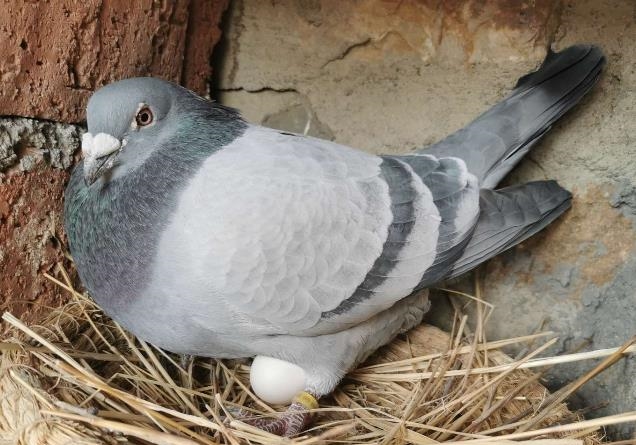 ��������ڣ��ָ�����ٲ��ˣ�