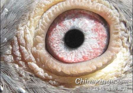 �����۶���ä�����󣿸�������㲻���ð�