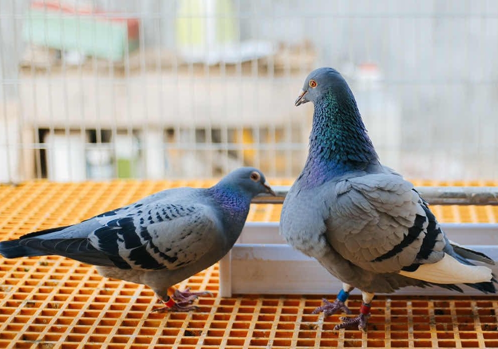 ����һ����Ȱ �����������ô����