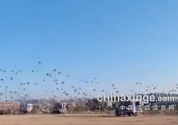 ���Ǿ���ǰ12���ӹ鳲 һ����ɸ߷���