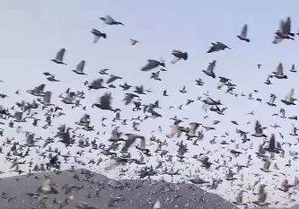 ��������ʱ�����϶�����ͥ�����ٷɸ߷���