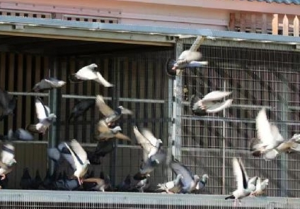 �׸�ҷɼ��ɣ���ʳ�ѿ���������