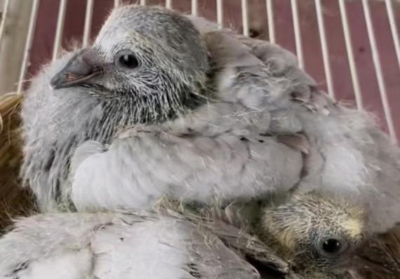 �׸���ܴ򲻿����������������