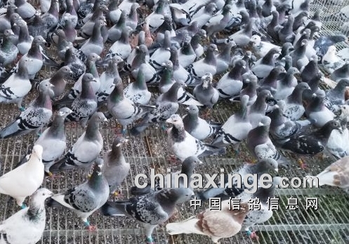 ��������̧ͷ�������