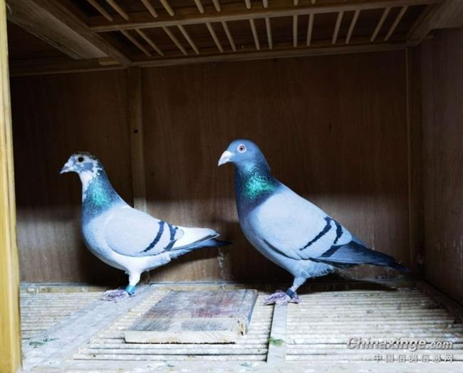 �����ֹ����볡��