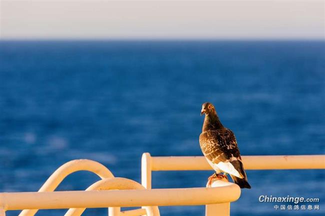 �鳲���ų� �Ϻ��ʸ�����ݡ���緭�̡�