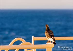 �鳲���ų� �Ϻ��ʸ�����ݡ���緭�̡�