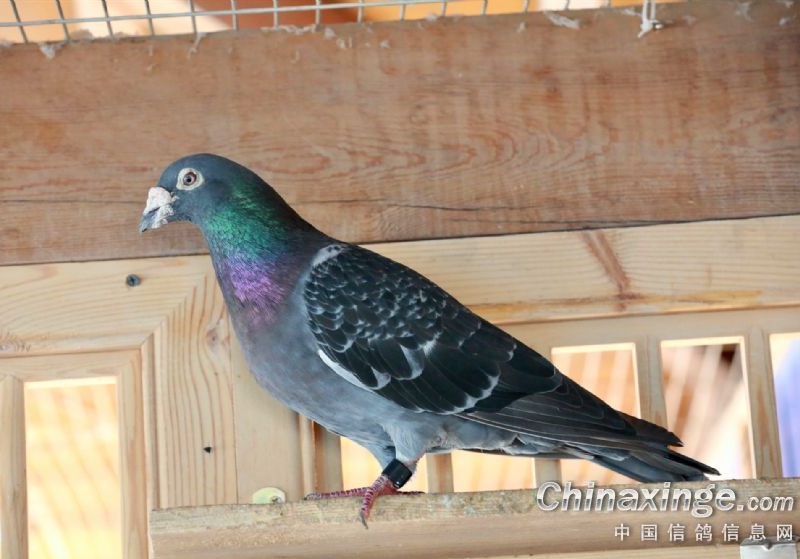 ��δ��������Ѹأ�