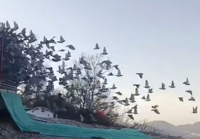 ǰ20���������� ���İ�����������㲻��