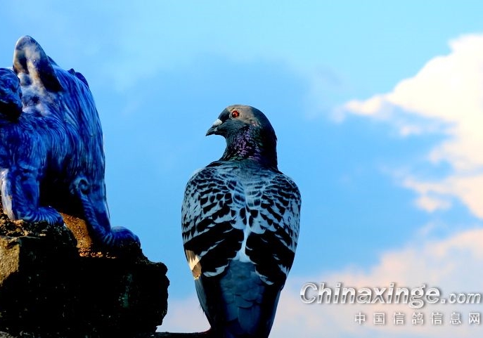 ��ʦ˵ɱ��Ե�ɢβ�� �ɾ���55��