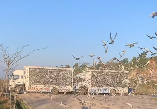 �������˳���� ����ͭ���׹طɳ�1735��