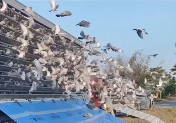 �ھ����� ���ϻ������س��˳ɹ鳲