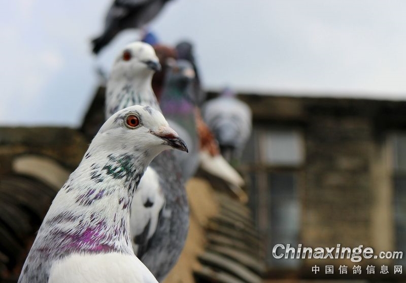 ����Ѫͳ��ף�ֻ��Ѫͳ��һҶ��Ŀ