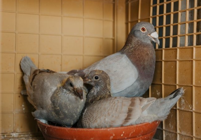 �ָ���������һ��С����