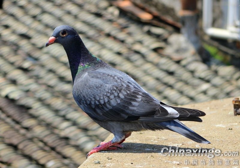 �����ܷ����� ��ʵ����Ϣ������