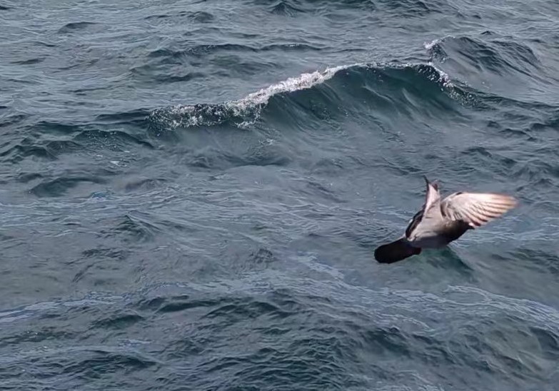 һ����ʧ1.1���� ̨���Ϻ��׹���������鳲