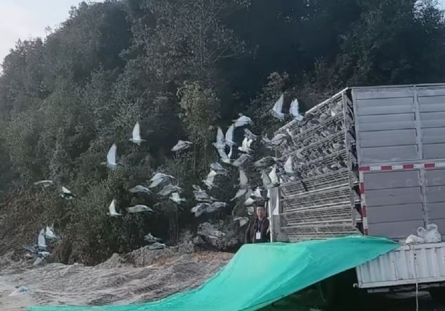 ���뻨������� ���ۼ���Ԥ�����㲻��