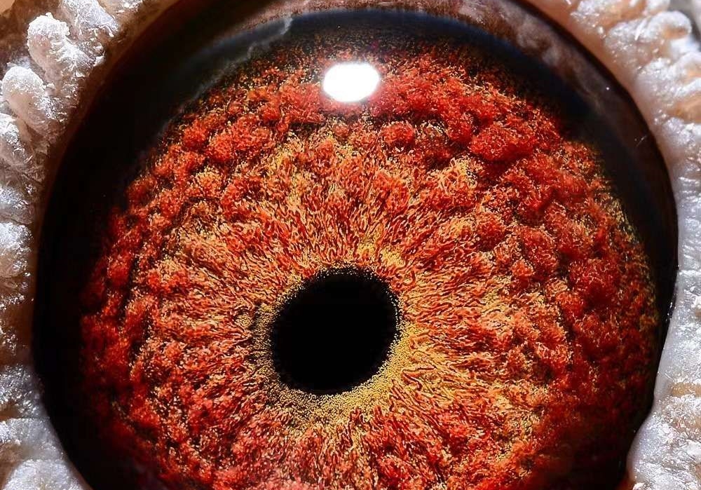 �����۲��Ա� ���ܶԼ���