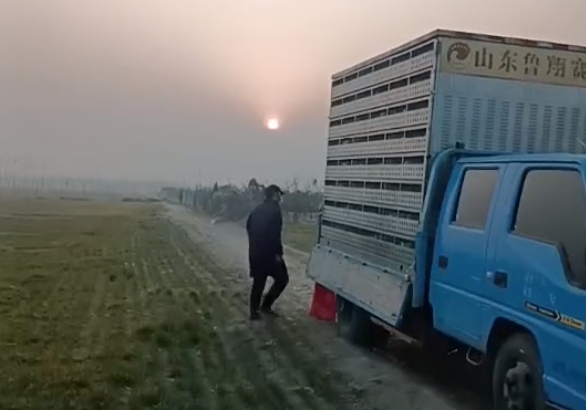 ǰ��ռ�� ɽ�����������ٶ���Ѹ�͹鳲��