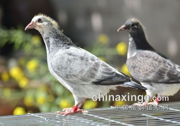 ���أ�500����̾������ٸ���������