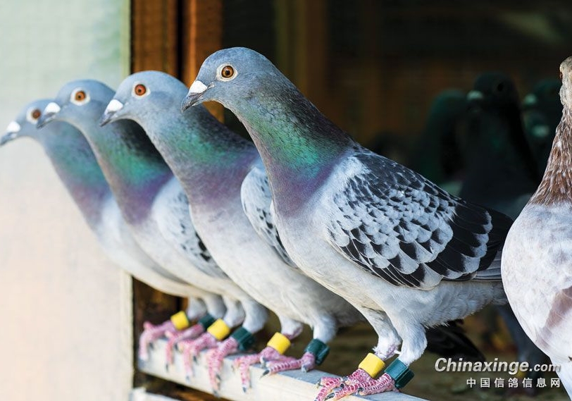 �������ڰ˽��Ա�������ѡ�ٽ����ʾ