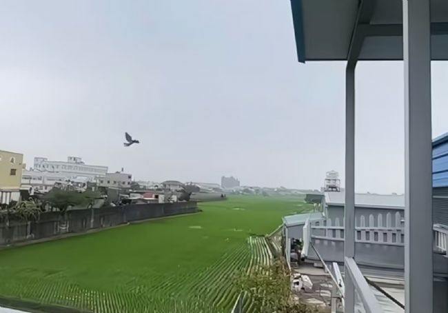 �鳲��һ���µ����Ϻ������ѷɽ��ĳɹ�