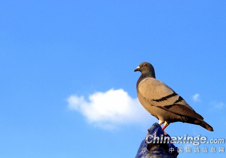 ��ǰ�ؿ����߷��ٵ�����������