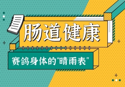 肠道健康是赛鸽身体的“晴雨表”