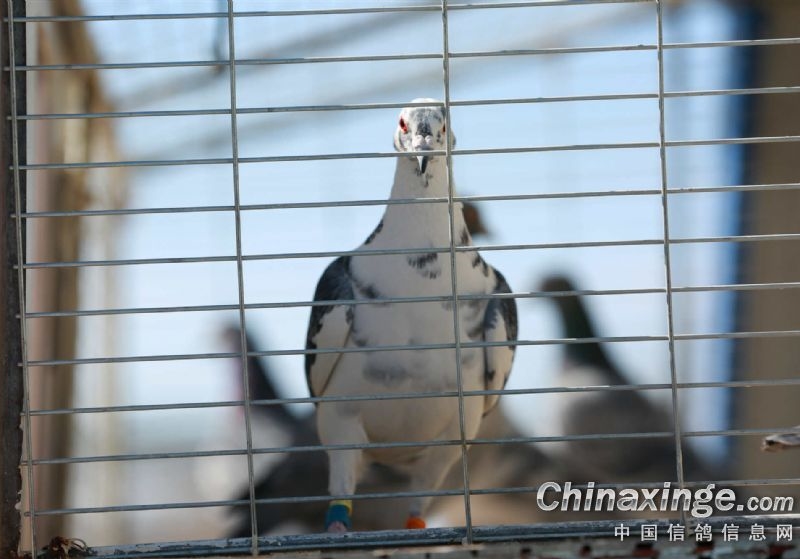 引种误区？纯血种鸽才是硬道理