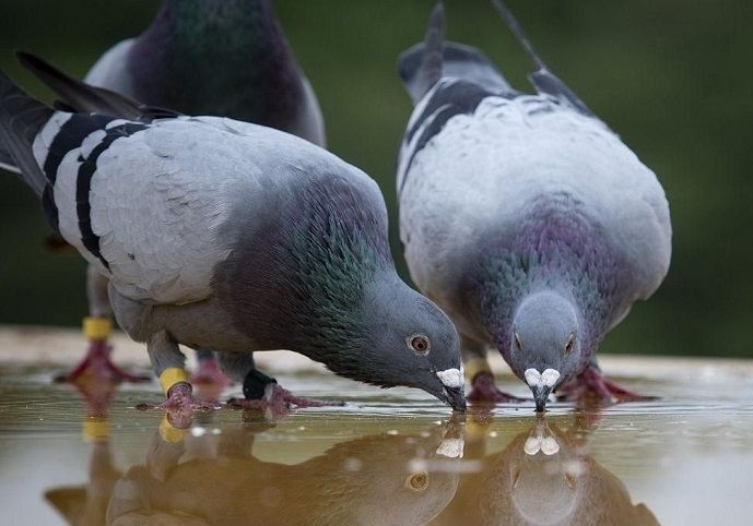 �꼾���� ���ɼ��н�����뷳��